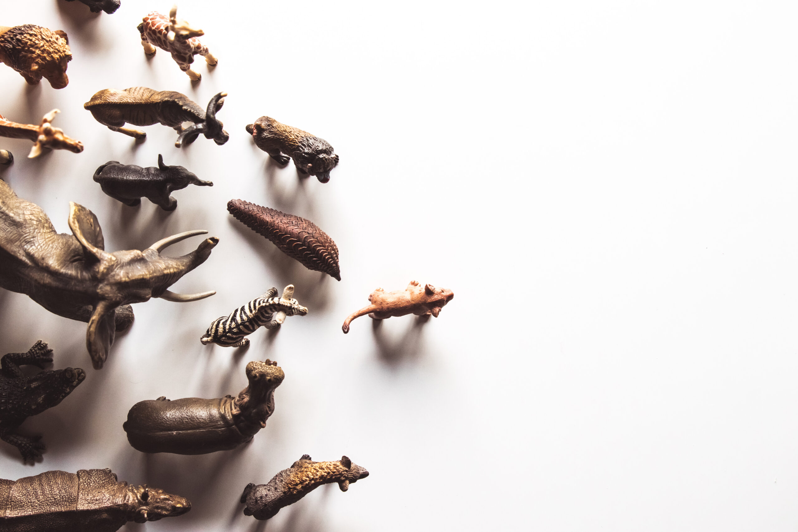 Creation vs. Evolution